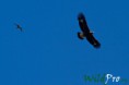 /album/galleria-foto-fotografia-naturalistica/mg-3910-1200px-1200px-jpg/